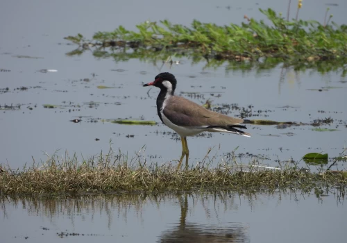 With Surha Taal, India’s Ramsar site count touches 100